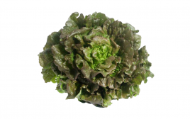 Simply Fresh Batavia Lettuce   Box  1 pcs